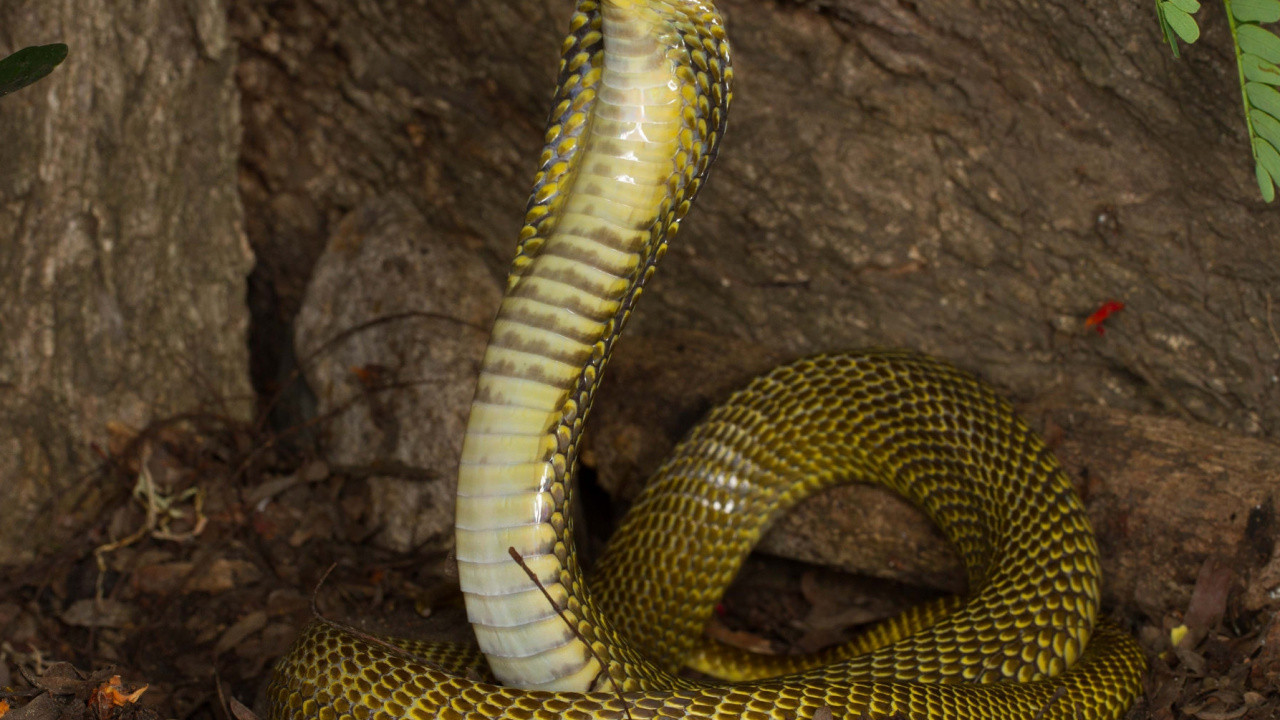 Eşini uykusundayken üzerine kobra yılanı salarak öldürdü