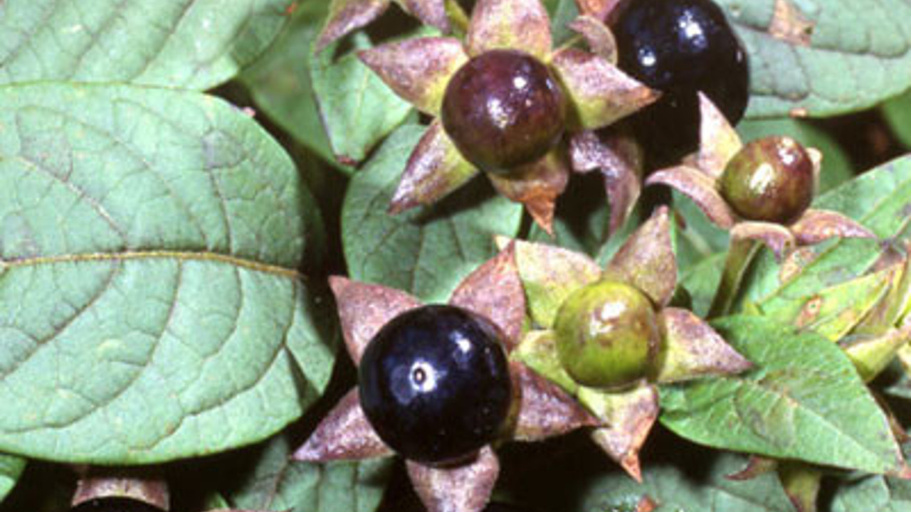 Safranbolu'da "güzel avrat otu" meyvesi yiyen 6 kişiden 4'ü zehirlendi