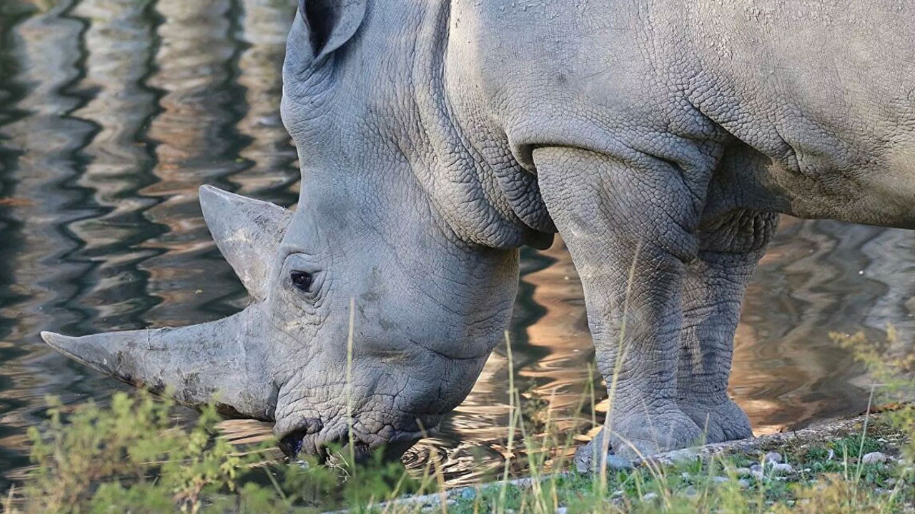 Dünyanın en yaşlı gergedanı hayatını kaybetti