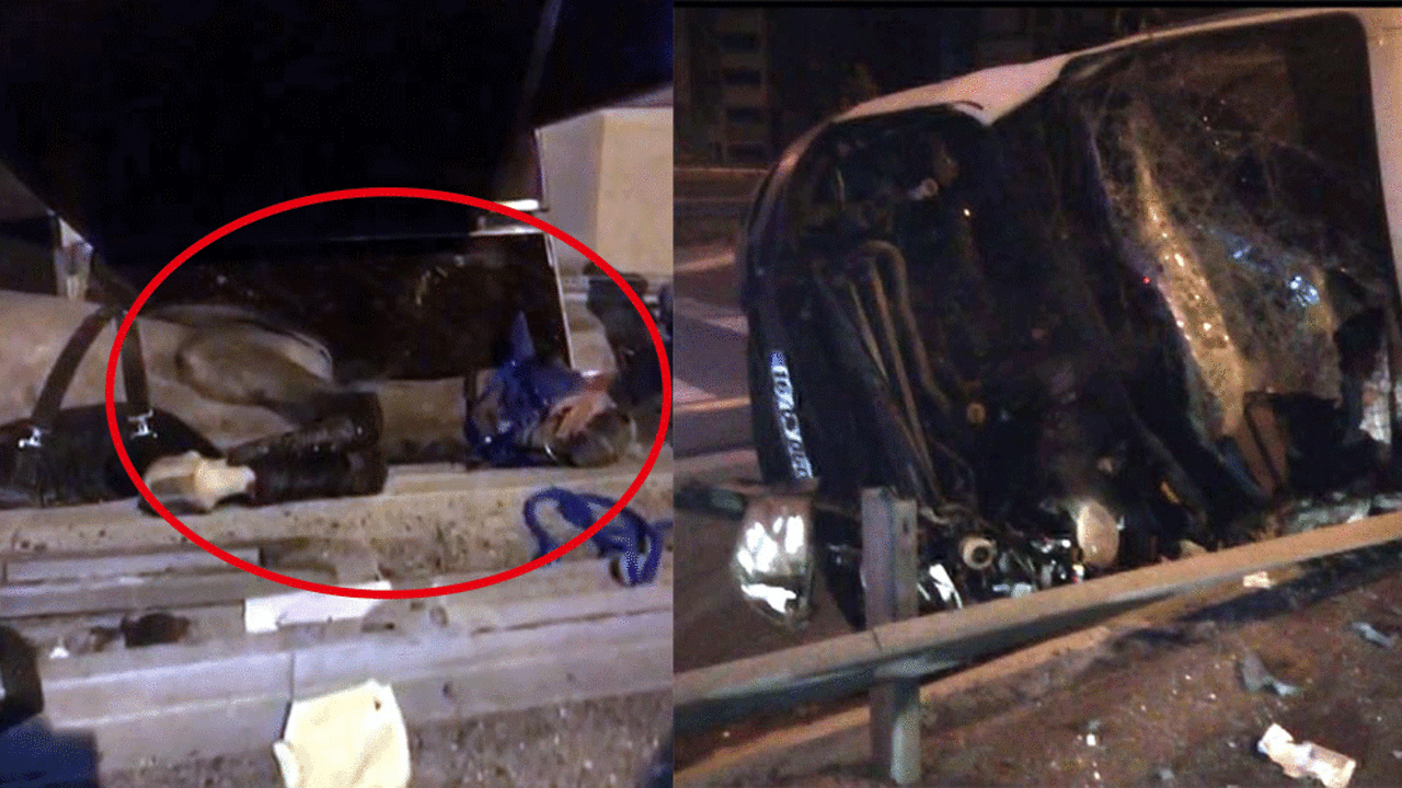 Yarış atlarını taşıyan kamyonet devrildi