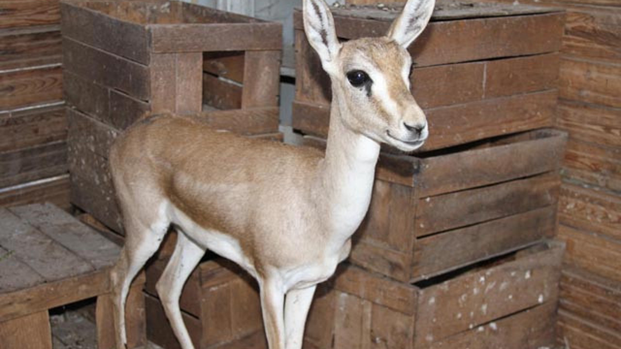 Mersin'de bulunan 6 aylık ceylan korumaya alındı