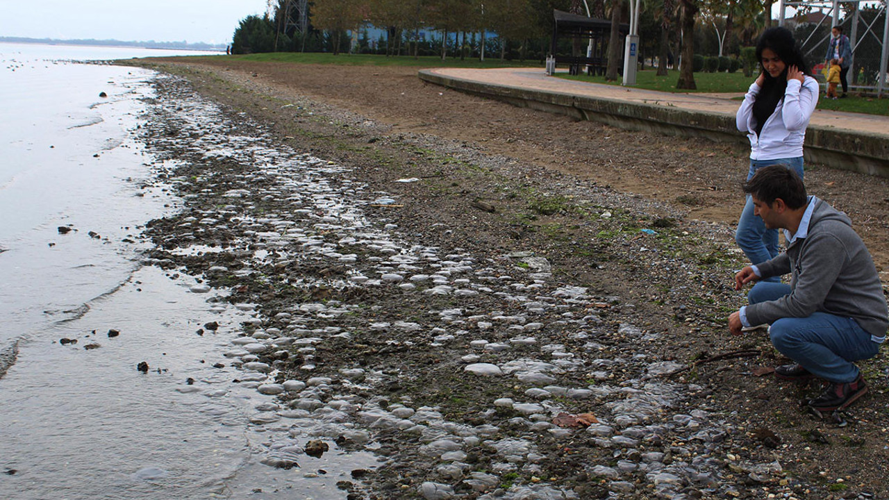 Körfezde binlercesi ölü halde kıyıya vurdu