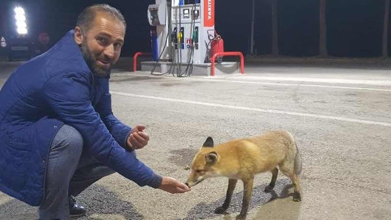 Hakan Çalhanoğlu'nun babası tilkiyi elleriyle beslendi
