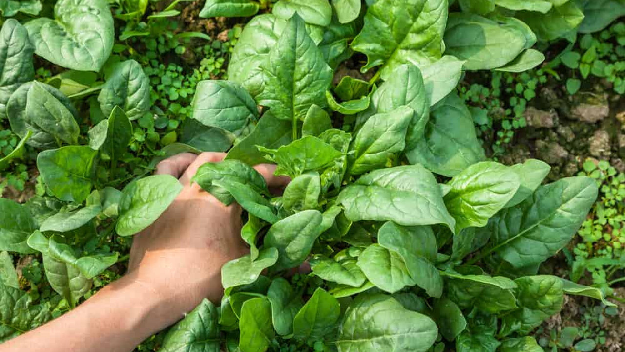 Hopa'da ıspanağa karışan güzelavrat otu yiyeni komaya sokuyor. Ispanakta büyük tehlike. Anne ile oğlu ölümden döndü.