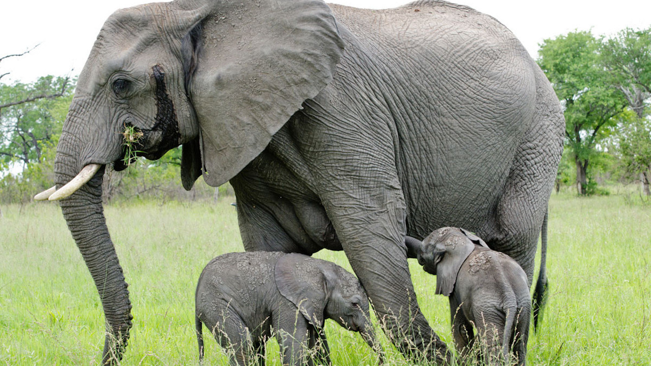 Fil kaçak avcıyı ezerek öldürüldü