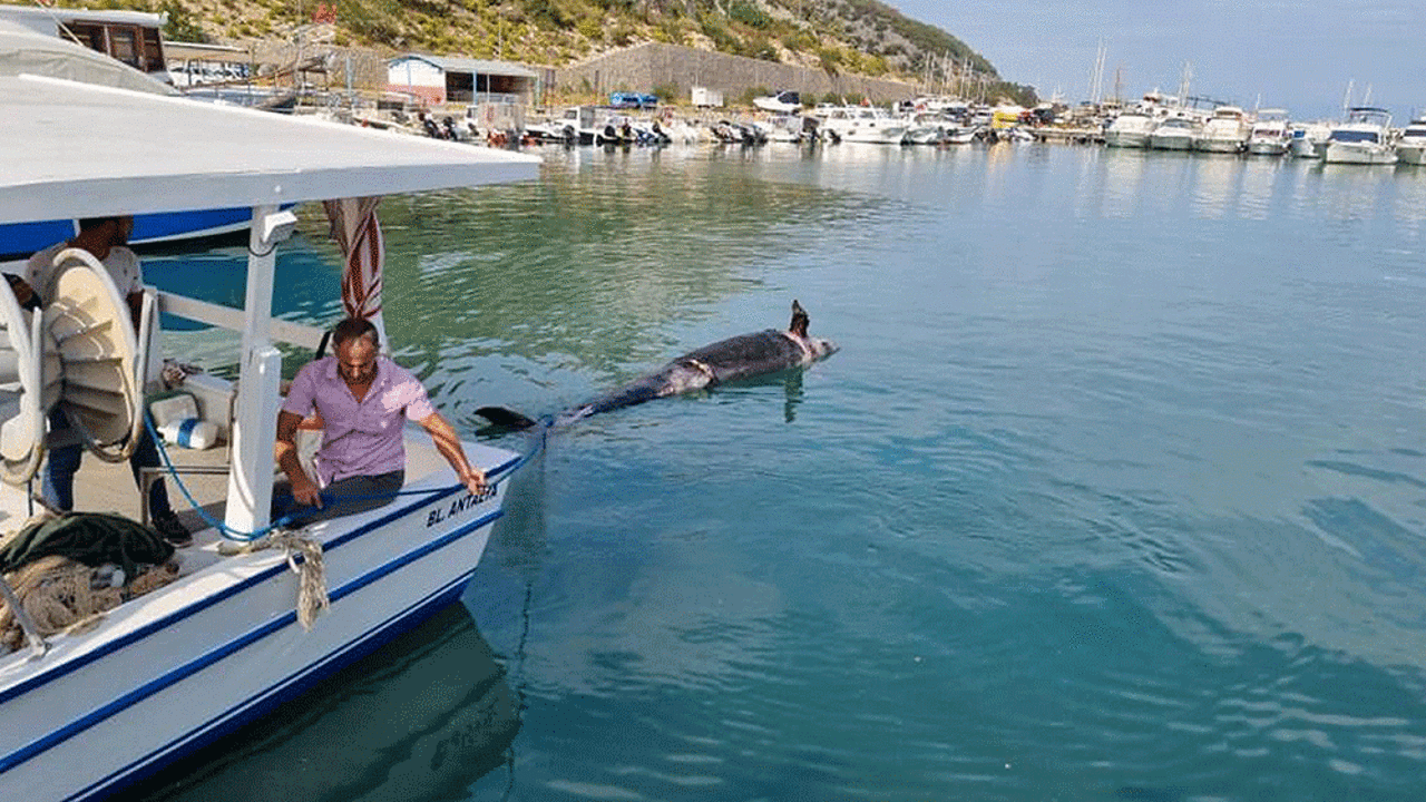 Antalya kıyılarında ilk kez görüldü. 5 metre boyunda kıyıya vurdu