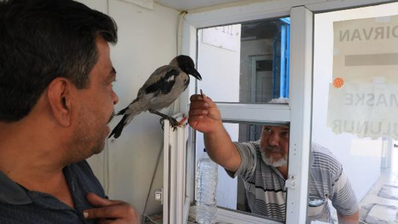 Yaralı kargayı işyerinde kasiyer yaptı
