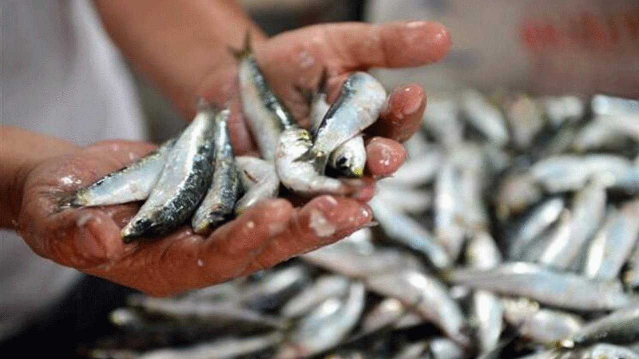 Ayçiçek ve ham yağın ardından sardalya ithalatında da gümrük vergisi sıfırlandı