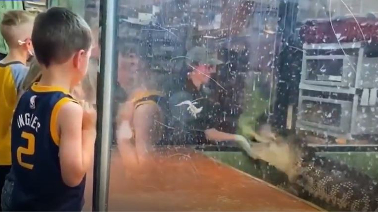 Bakıcının elini kapan timsah kolu koparmak için havuzun içinde defalarca çevirdi