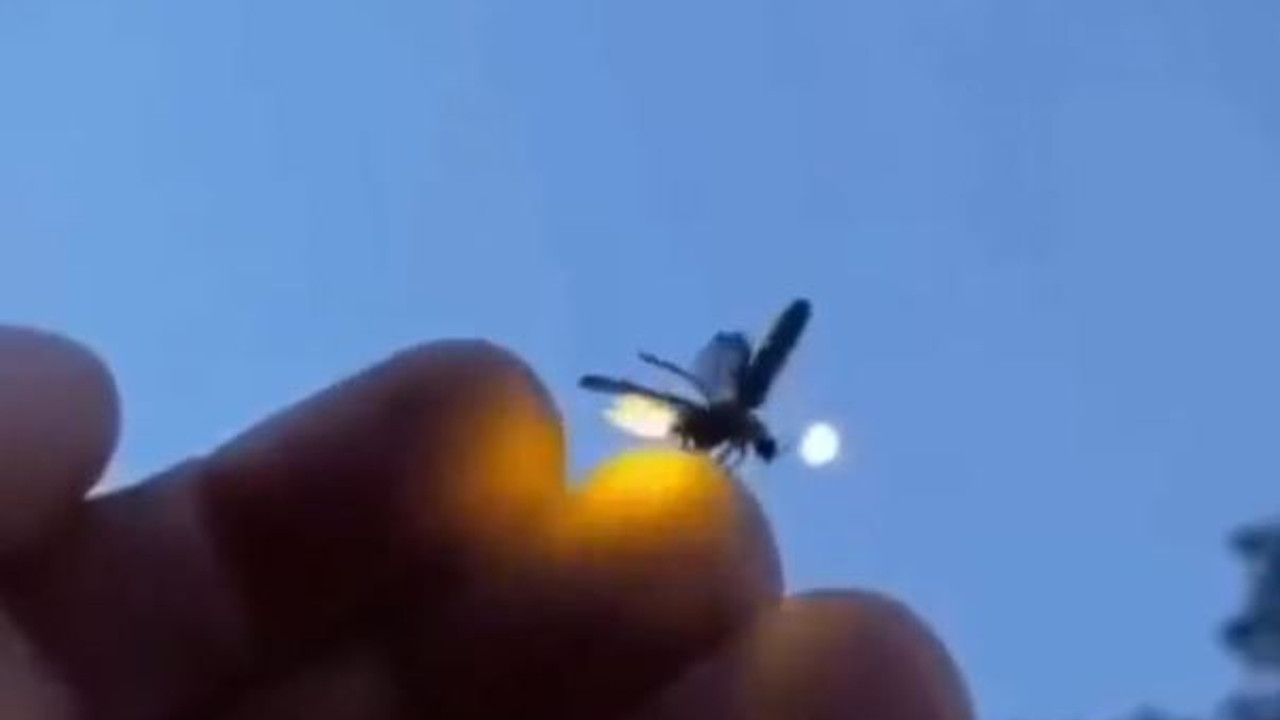 Küçük bir böcek bile kalkarken sinyal veriyor