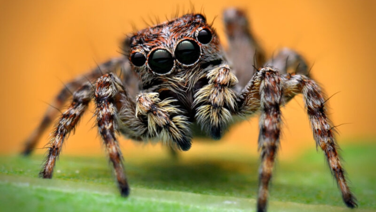 Örümceklerin 'İnsani' özellikleri olduğu ortaya çıktı