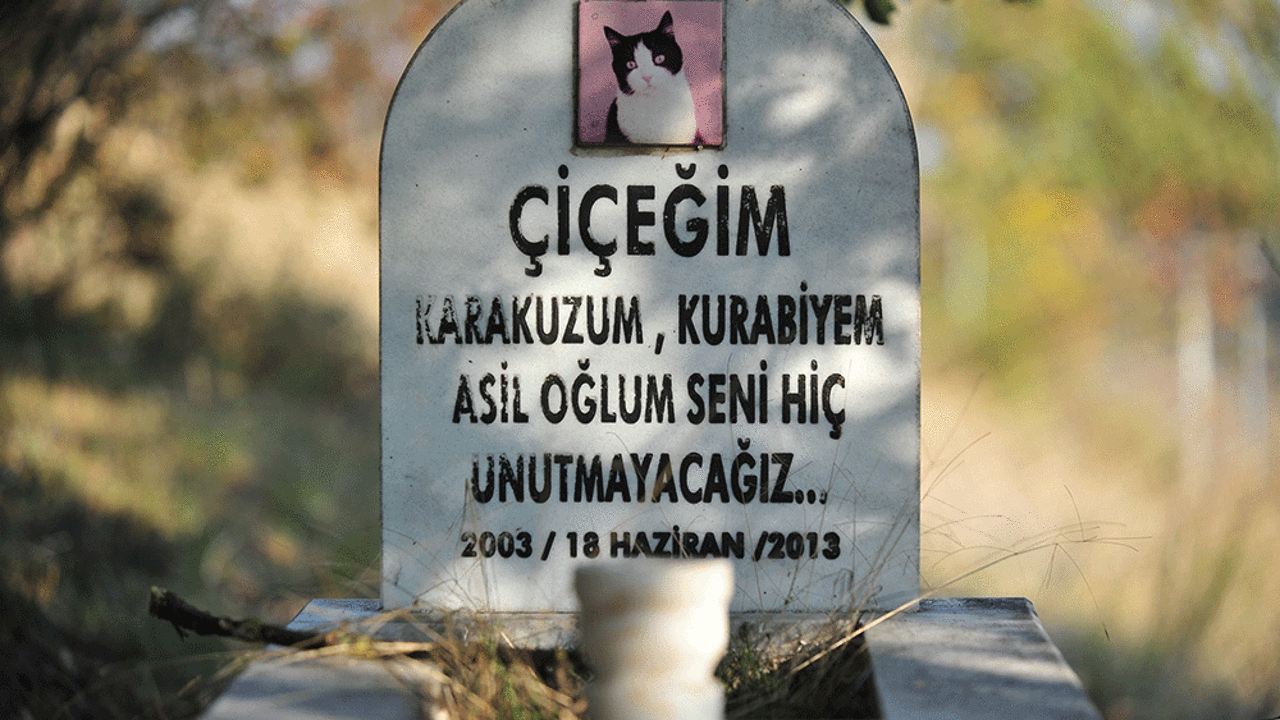 Evcil hayvan mezarlığında duygulandıran yazılar