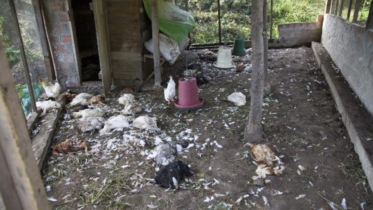 Tavuk kümesinde katliam