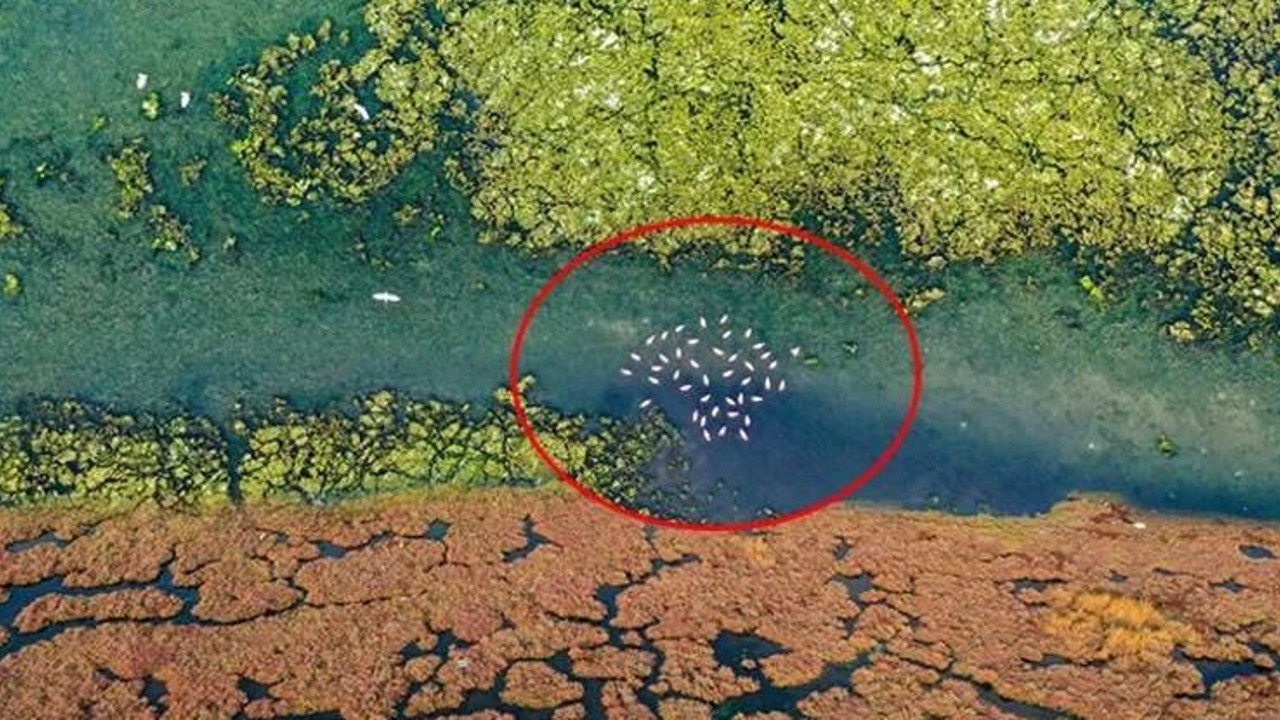 Ege kıyılarını tehdit ediyor mantar gibi yayılıyor