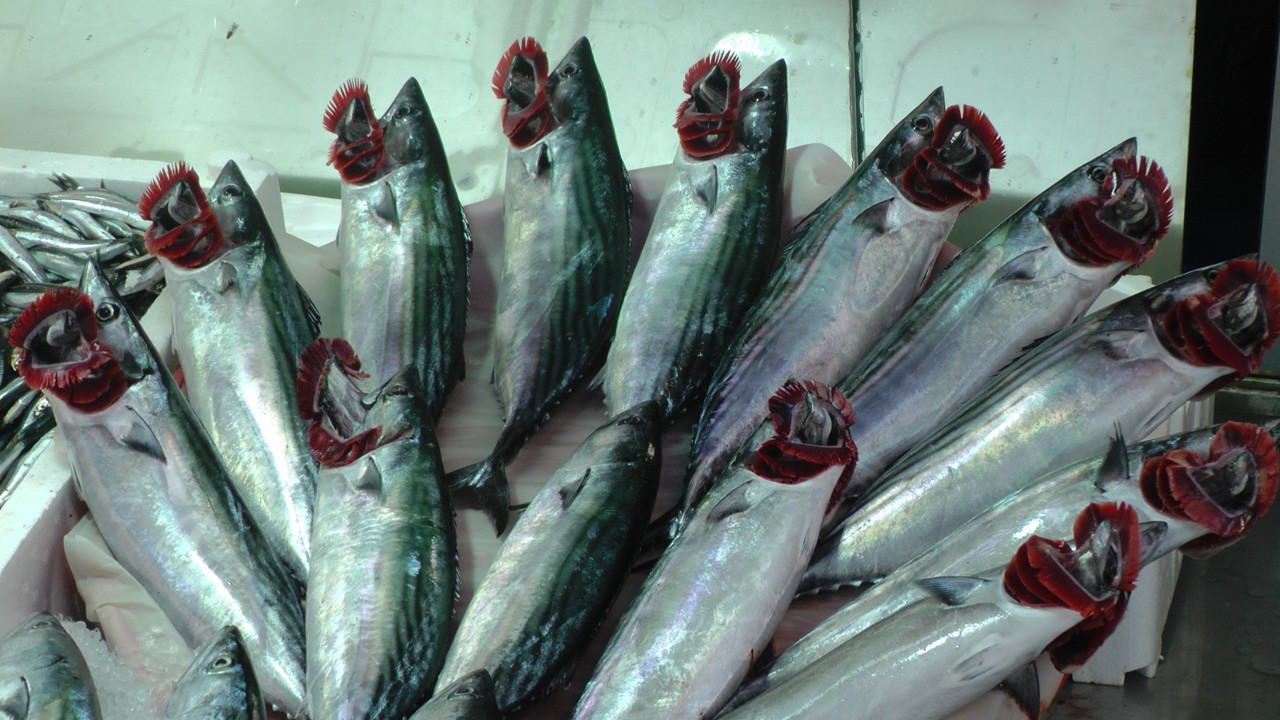 Karadeniz'de hamsi yok, palamut son demlerini yaşıyor