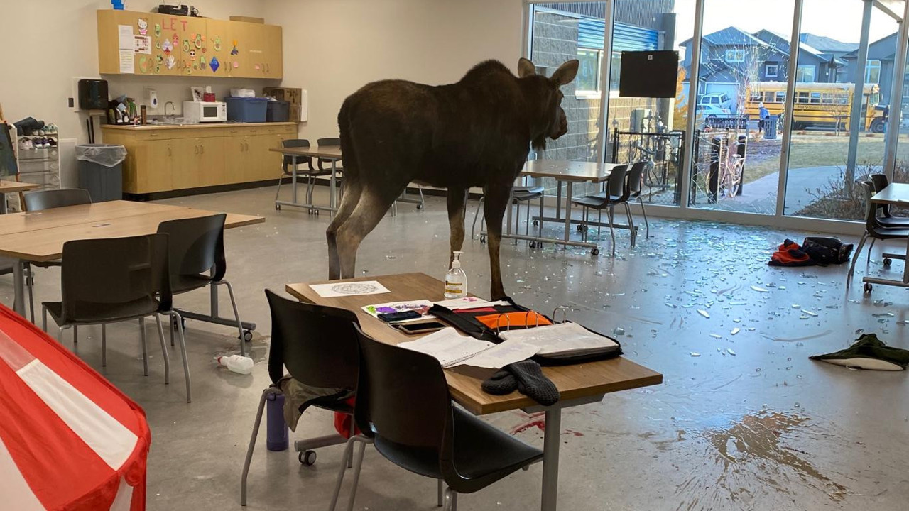 Camı parçalayan geyik sınıfa girdi