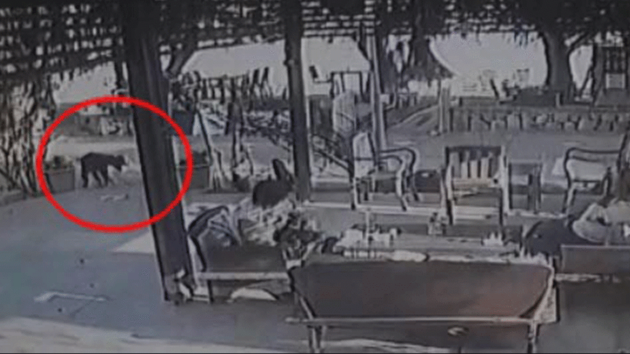 Muğla'da dehşete düşüren olay