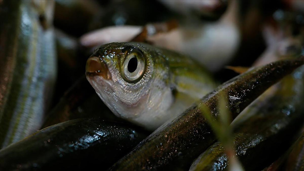 Resmi Gazete'de yayımlandı. Bazı balık türleri tescil edildi