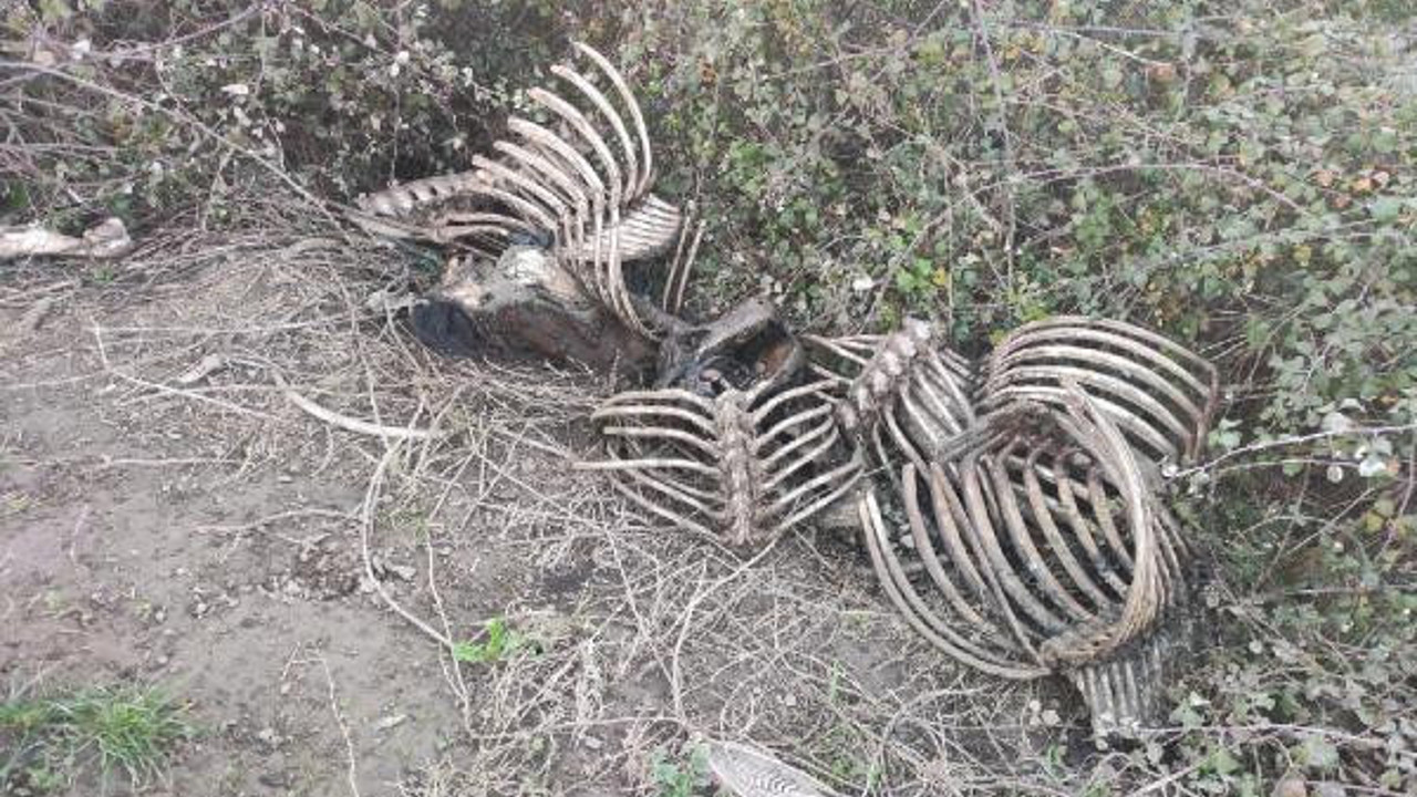 Baba oğlu 20 atı kesip piyasaya sürmüş