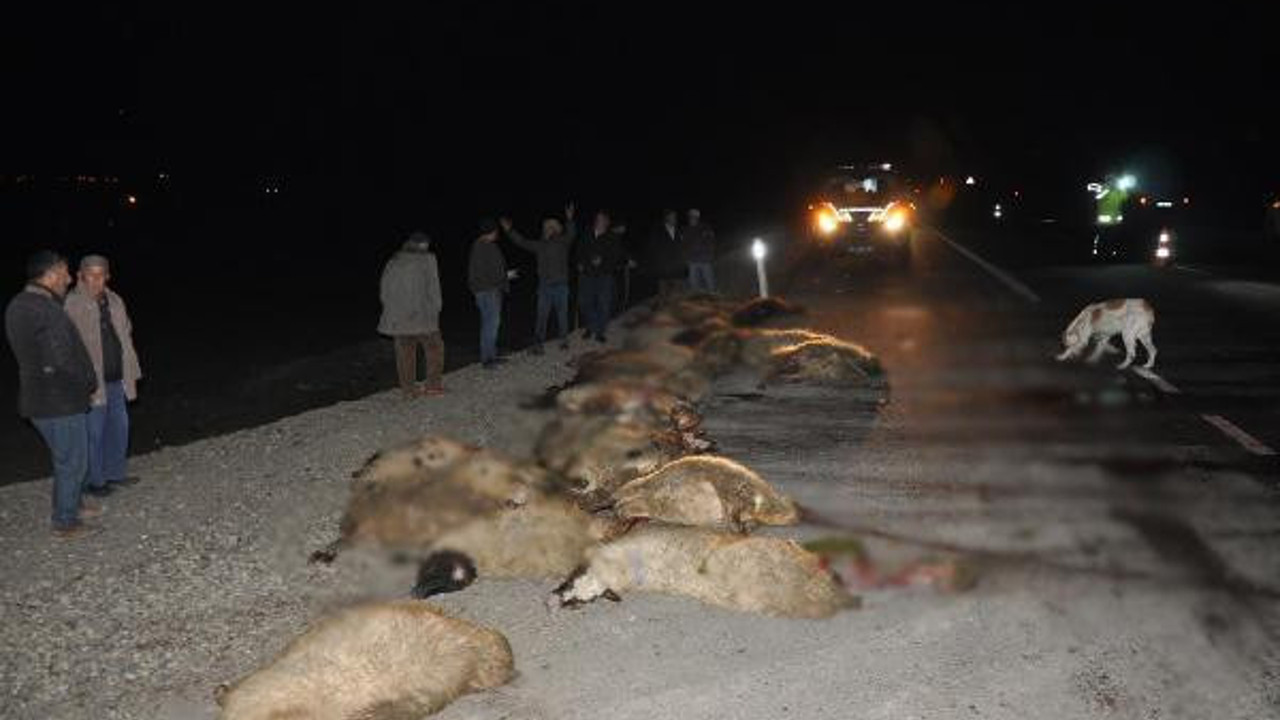 Minibüs koyun sürüsüne daldı: 34 koyun öldü