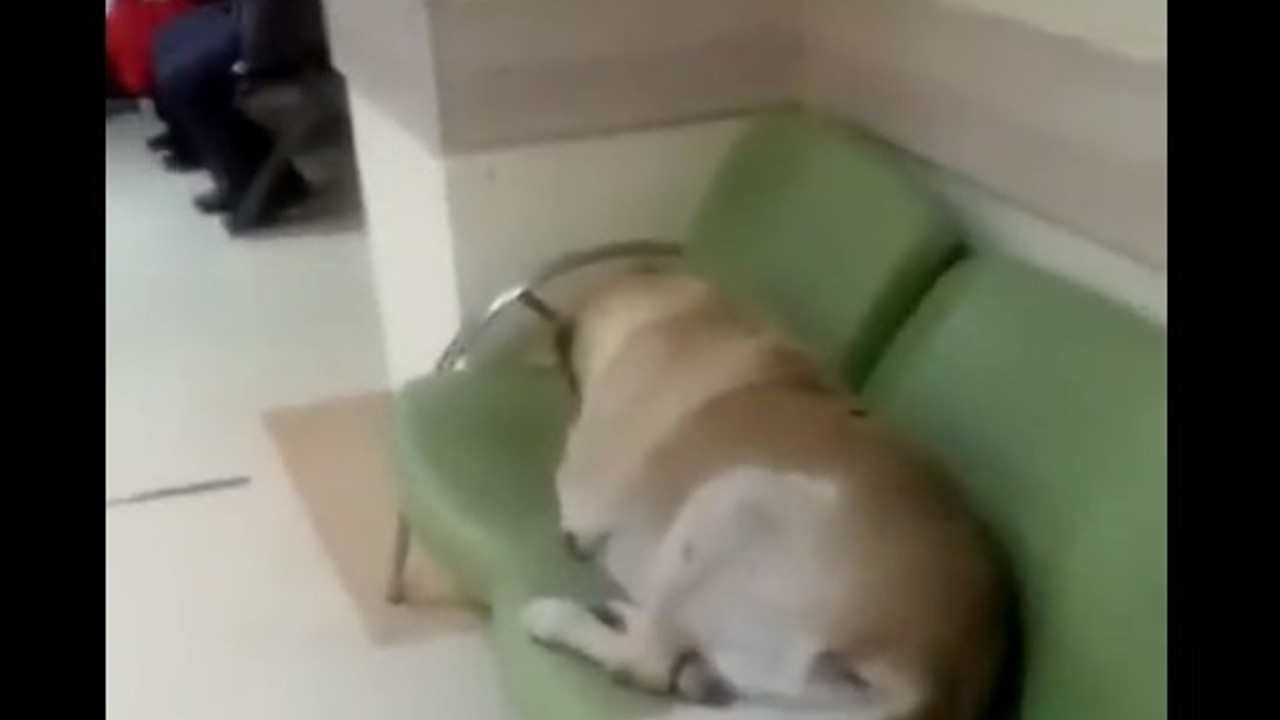 Devlet Hastanesi içindeki başıboş köpekler isyan ettirdi