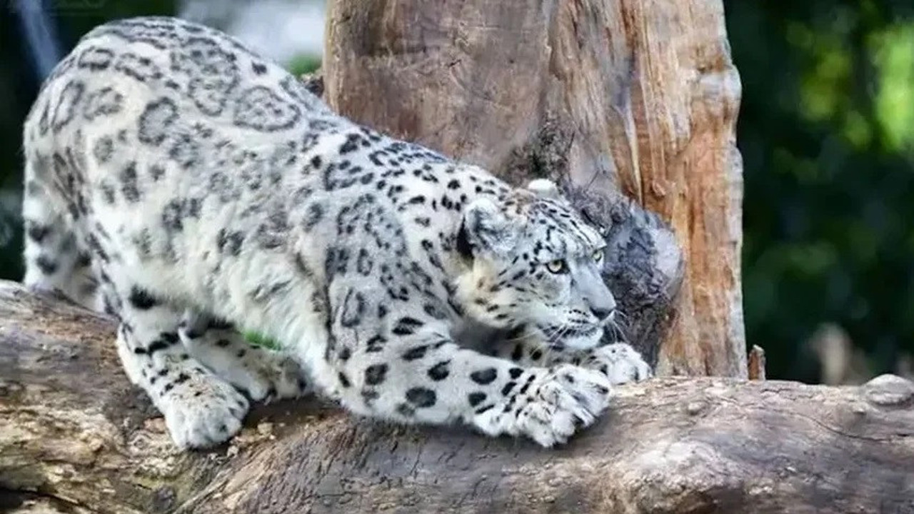 Kar leoparları korona virüsten öldü