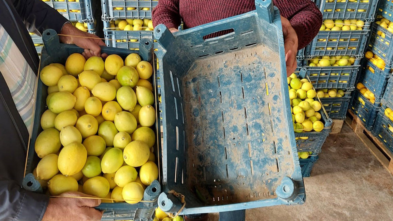 Kasanın fiyatı limonun fiyatını geçti