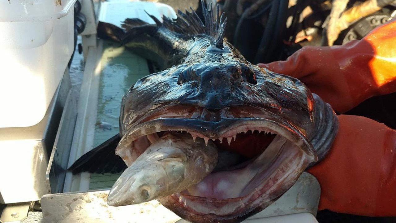 Günde 20 diş değiştiriyor ne bulursa onu yiyor