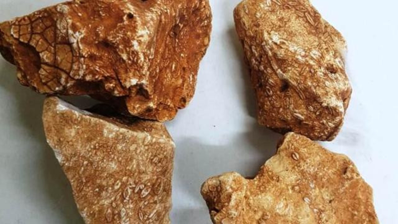 Adıyaman'da 40 milyon yıllık deniz canlısı fosili bulundu