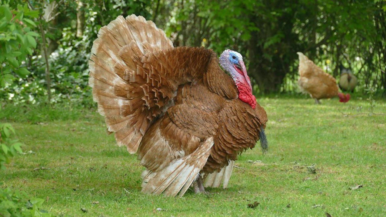 Hindi fiyatları 70 yıllık geleneği iptal ettirdi