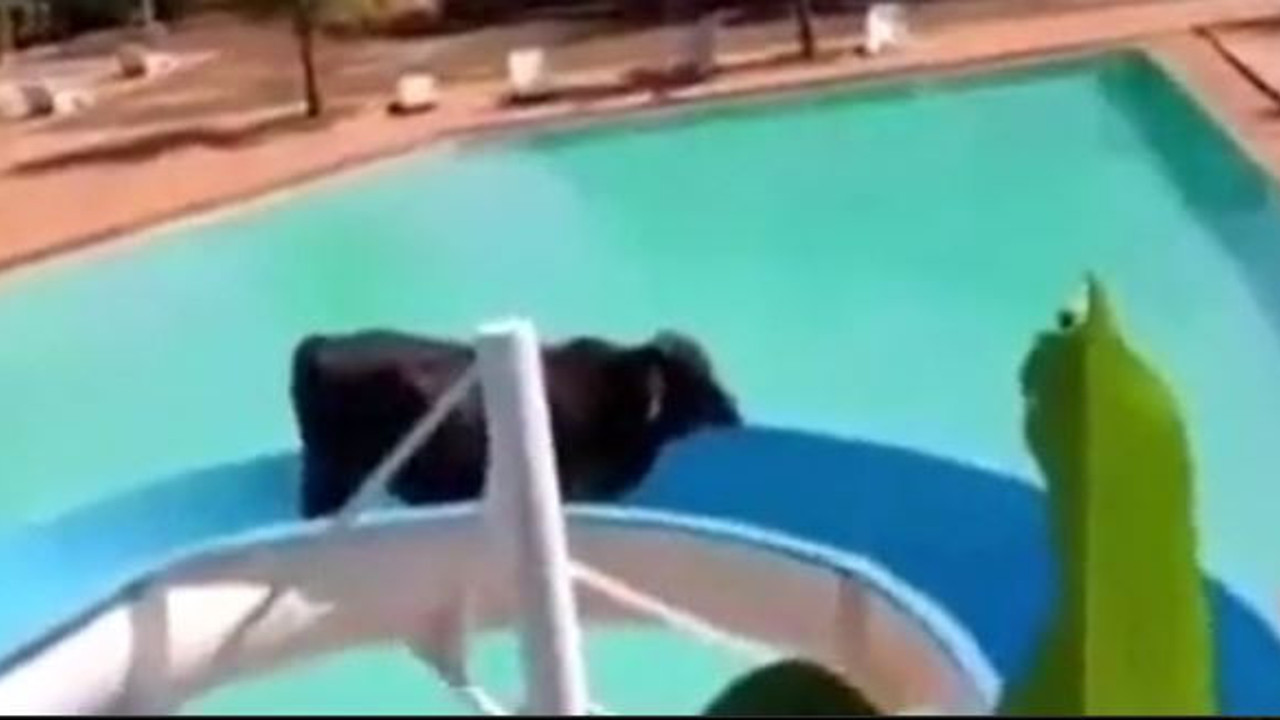 Kesilmekten kaçan öküz su kaydırağından kaydı