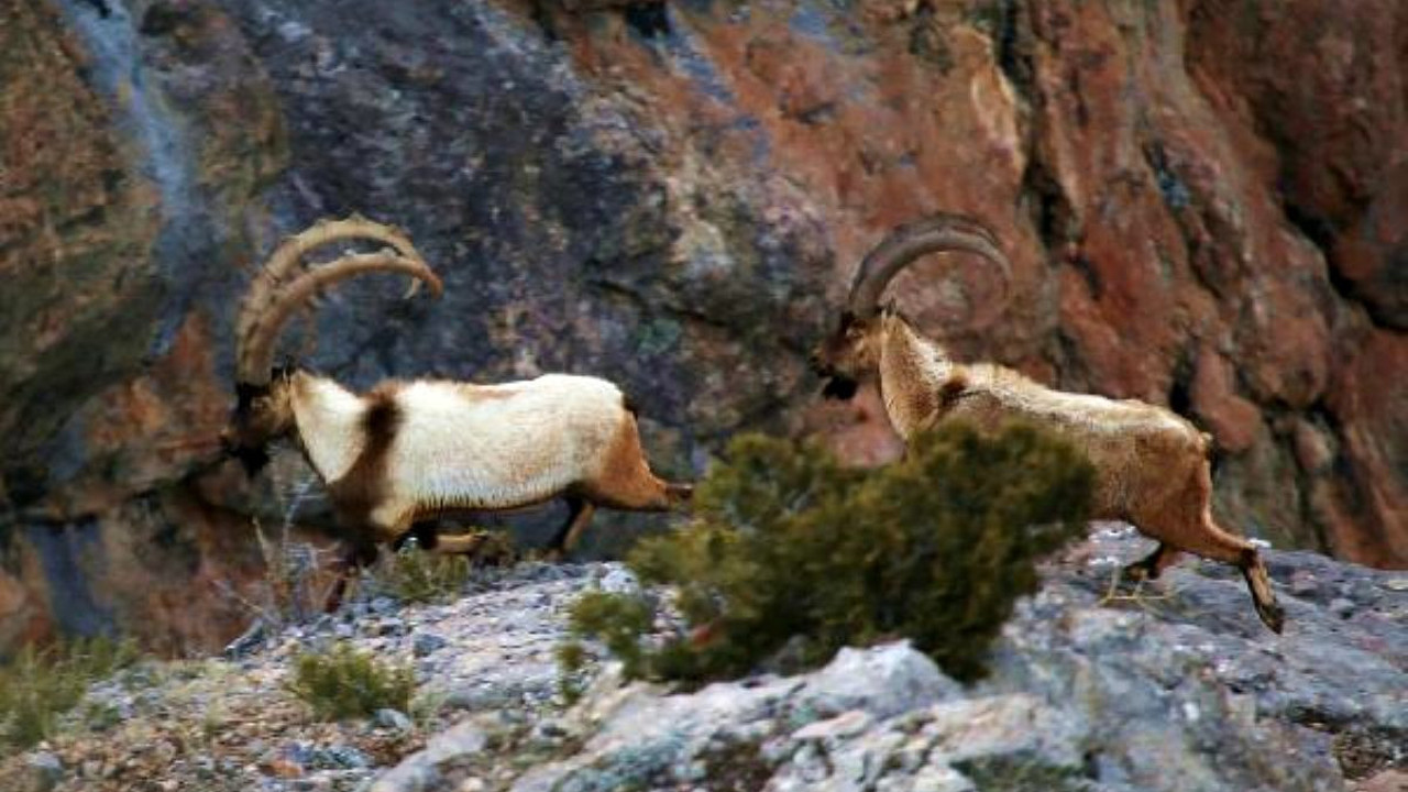 Malatya'da yaban keçisi avına 127 bin 526 lira ceza