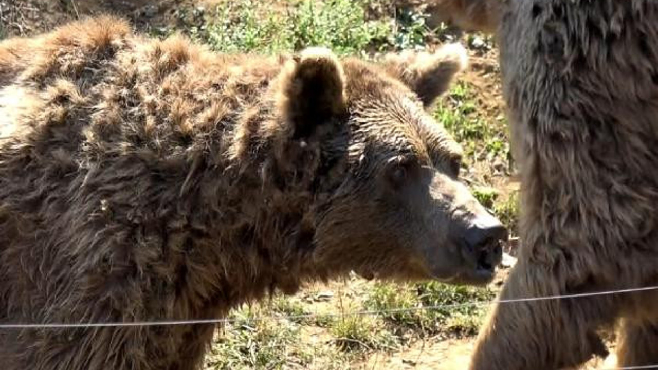 Son dansçı ayı Brütüs öldü