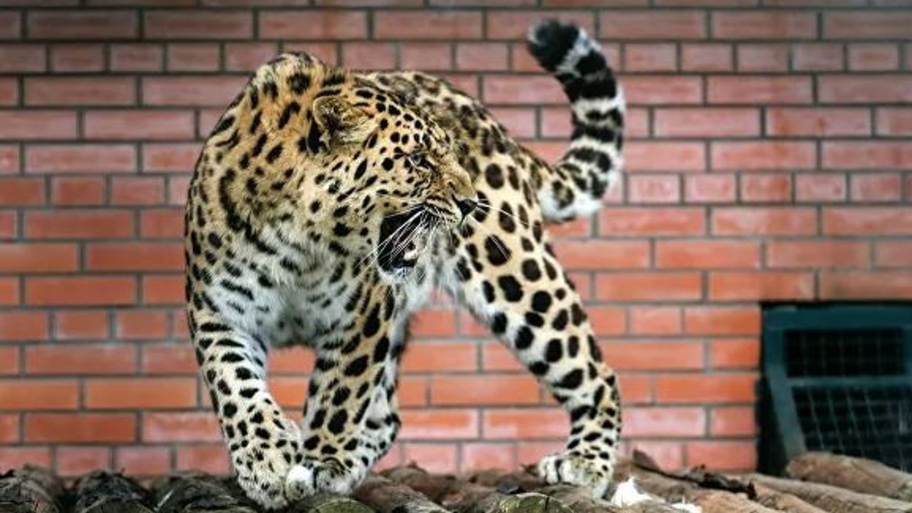 Nesli tehlike altındaydı! Amur kaplanı öldürüldü