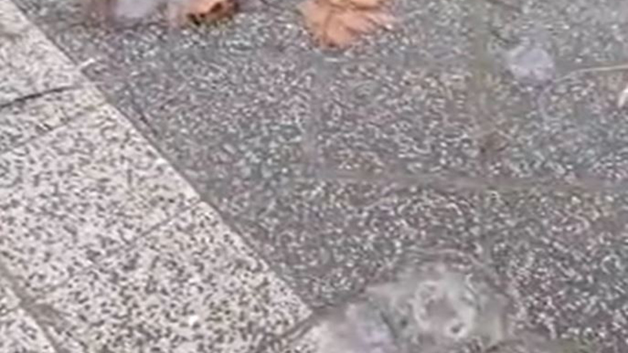 Denizden havalandılar caddeleri doldurdular