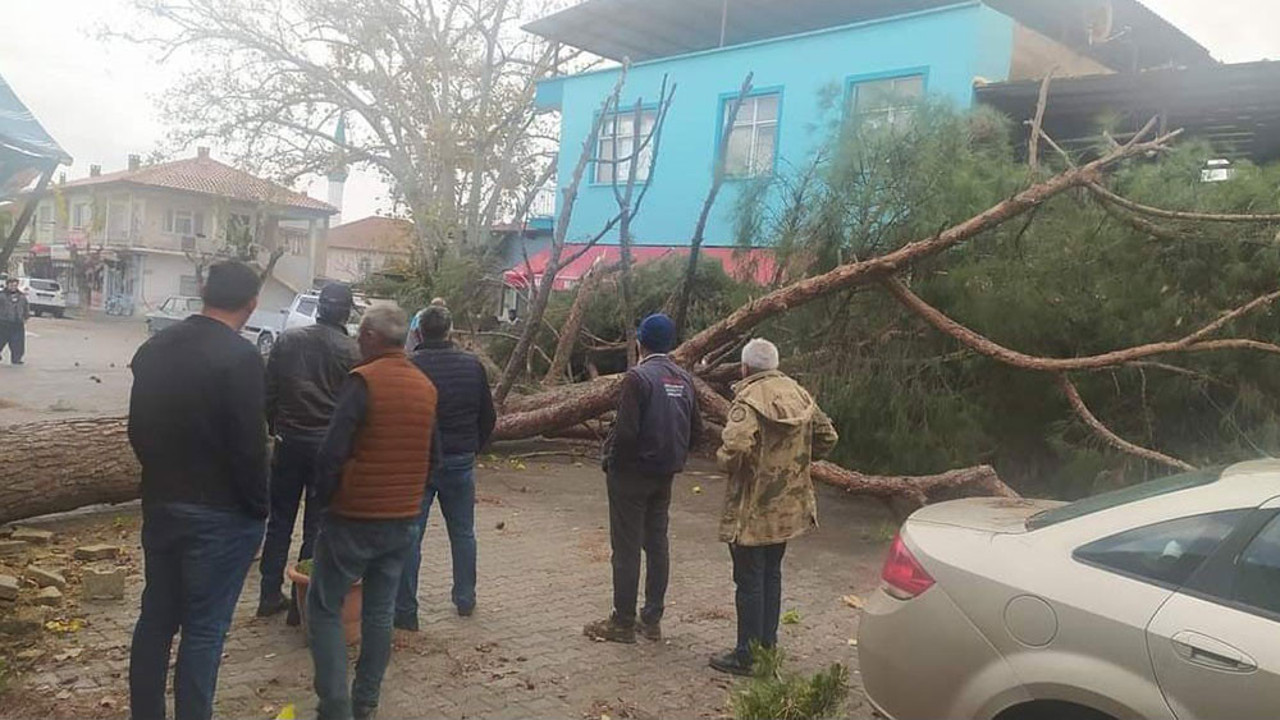 Lodos tonlarca ağrılıktaki çam ağacını devirdi