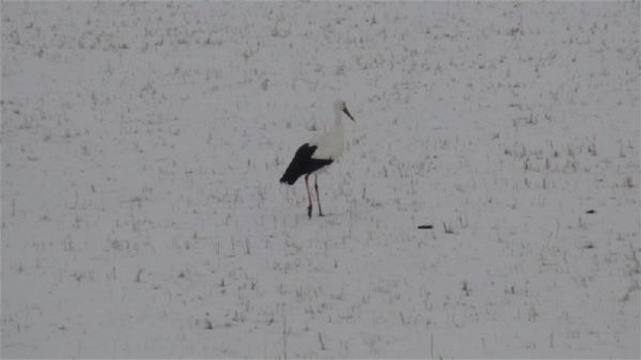 Göç etmeyen leyleğin kar keyfi