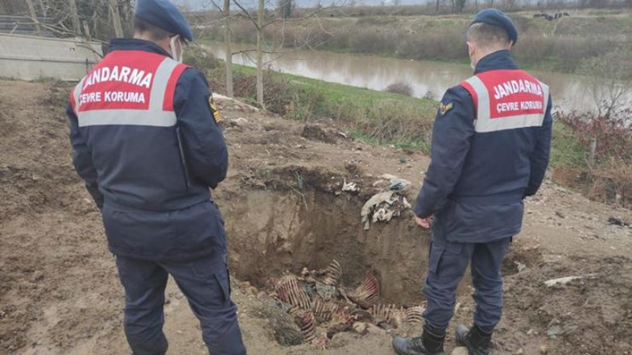 300 kilo at eti ele geçirildi