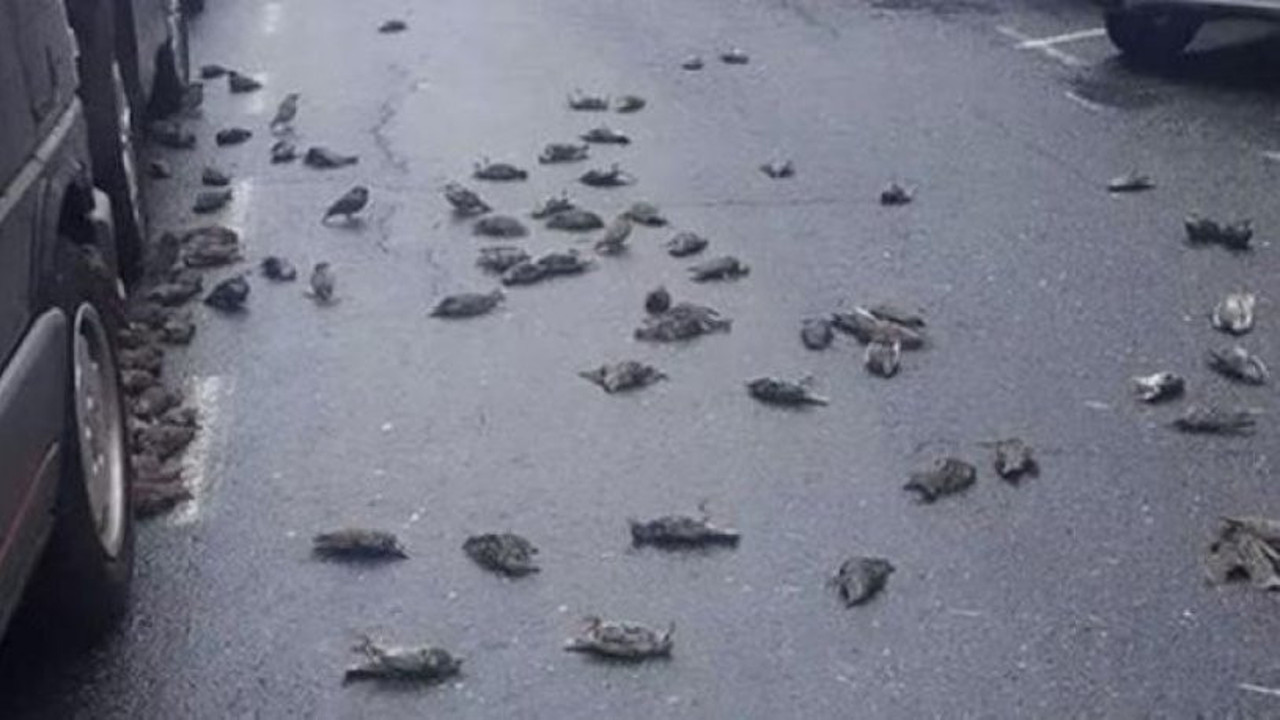 Bir anda oldu: Gökten ölü kuş yağdı