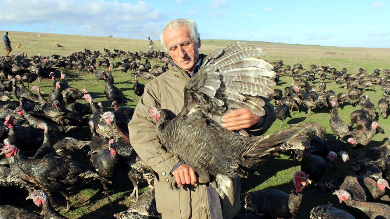 Yılbaşı hindisinin fiyatı belli oldu
