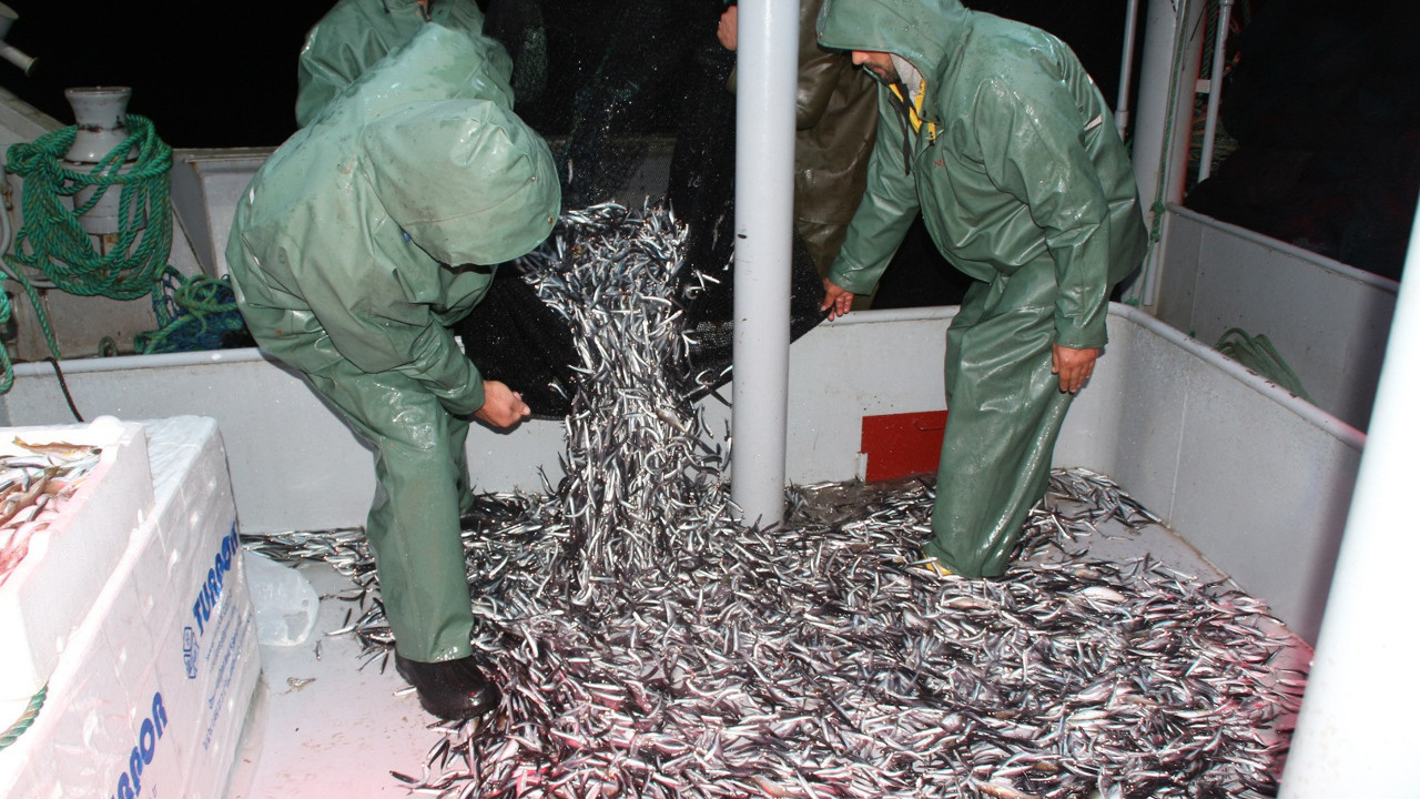 Karadeniz'de büyük tehlike! 51 ton hamsiye el konuldu