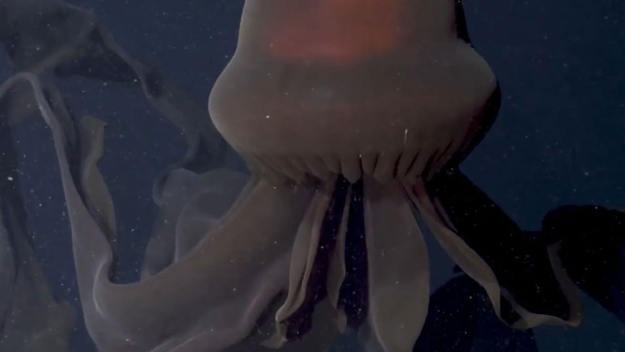 'Dev hayalet'in yeni görüntüleri ortaya çıktı. 10 metrelik kolları ağzından çıkıyor