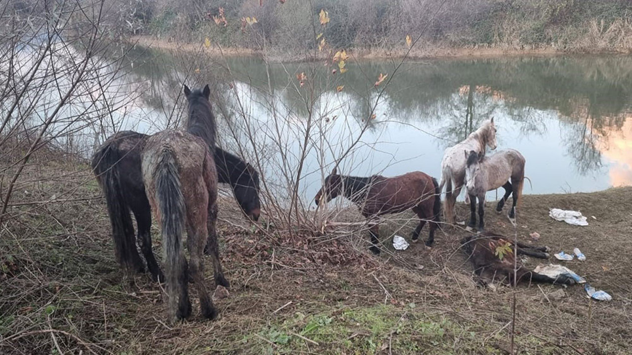Korkunç ihbarı alan Jandarma harekete geçti