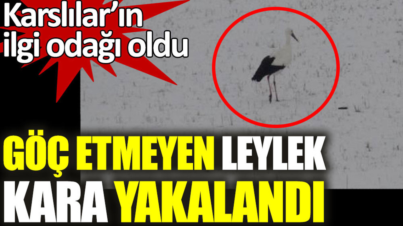 Göç etmeyen leylek kara yakalandı