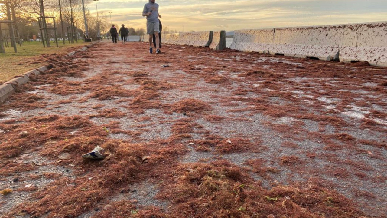 Marmara'da neler oluyor? Sahilde koşanların ayaklarına dolanıyor. Kırmızı yosun belası