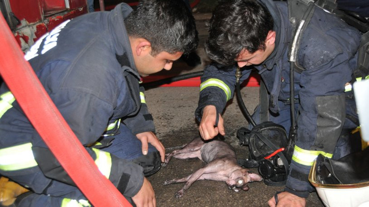 İtfaiye eri, kediyi kalp masajı ve suni teneffüsle hayata döndürdü