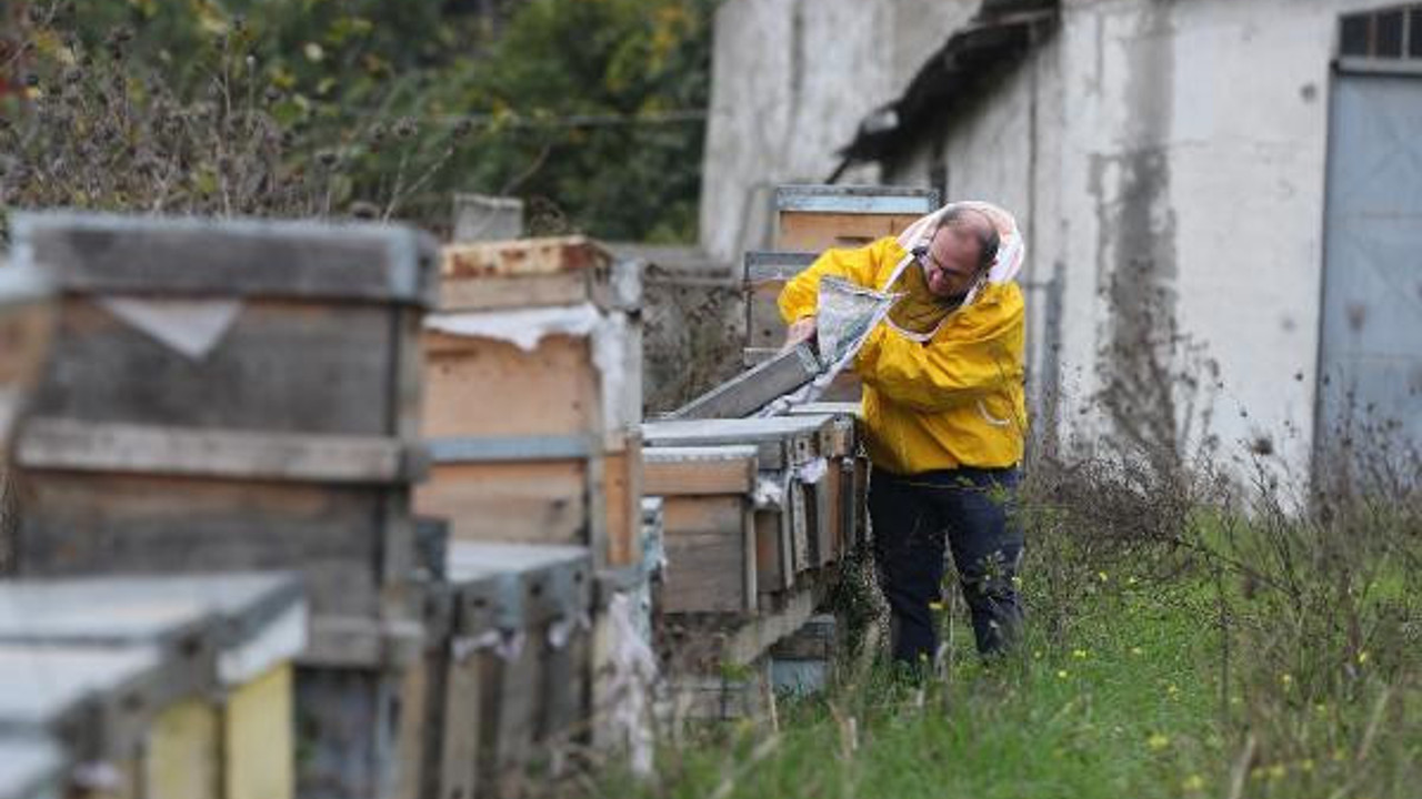 Arılar bir bir ölüyor. Bal üretimi 106 tondan 60 tona düştü