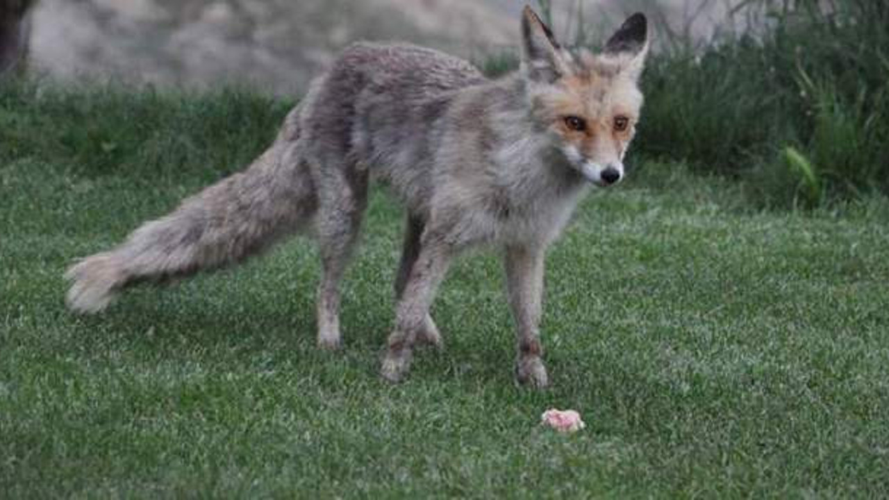 Köpeğine tilkiyi boğduran kişiye para cezası