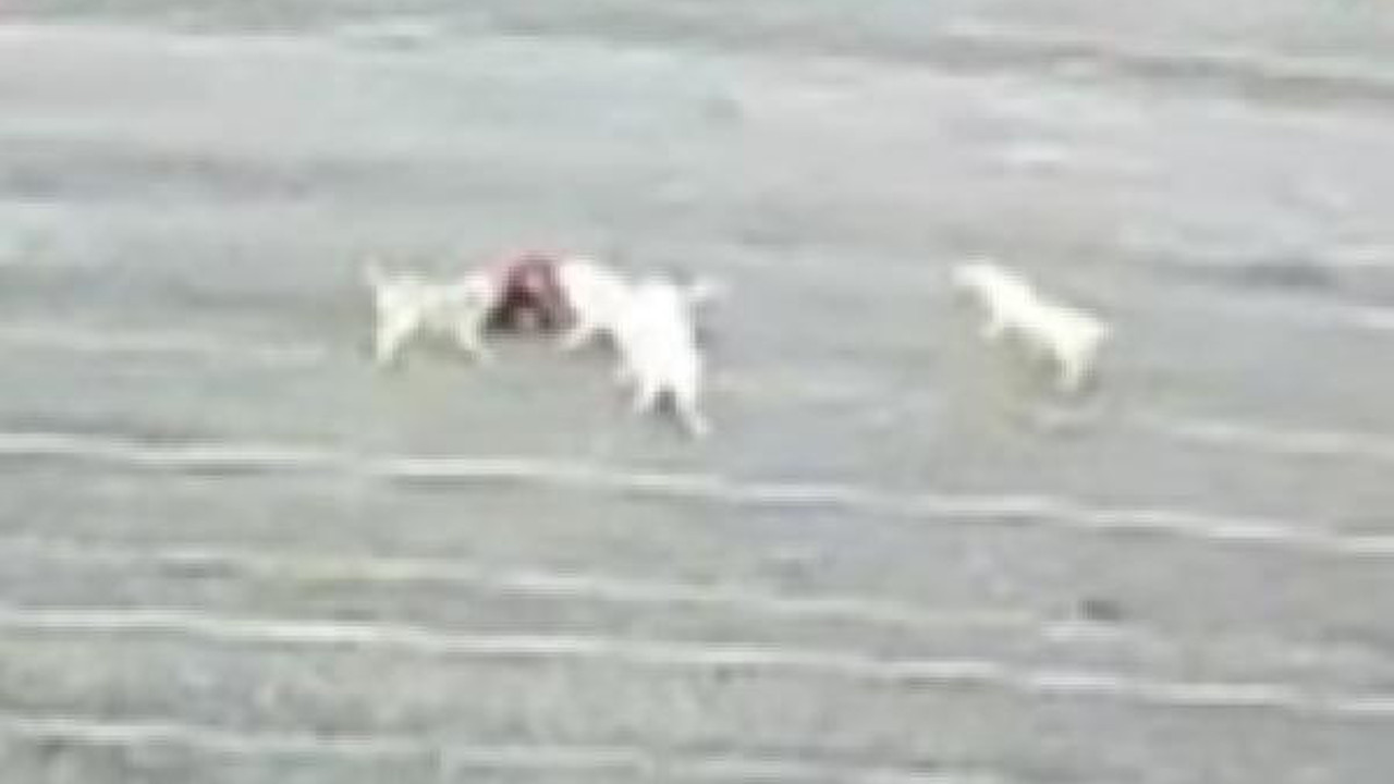 Köpeklerin öğrenciye saldırısı kamerada