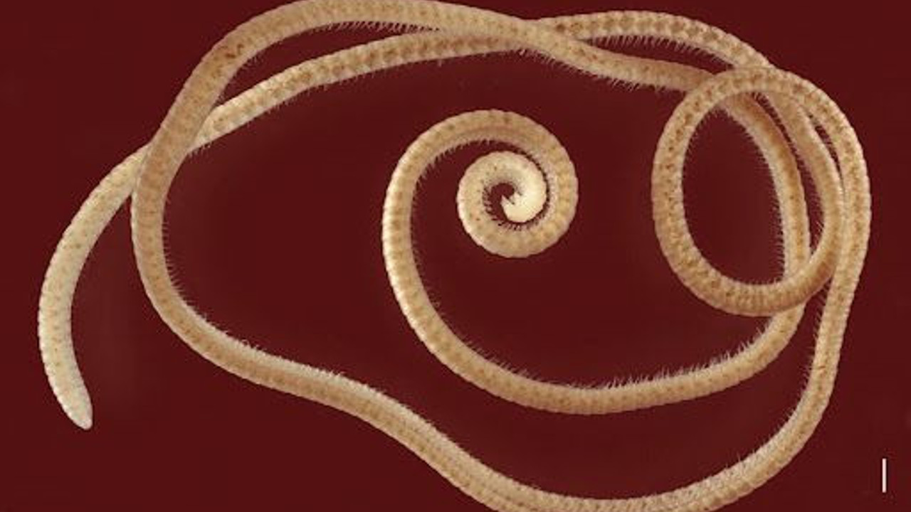 Yeni keşfedilen kırkayağın bacaklarını saya saya bitiremediler